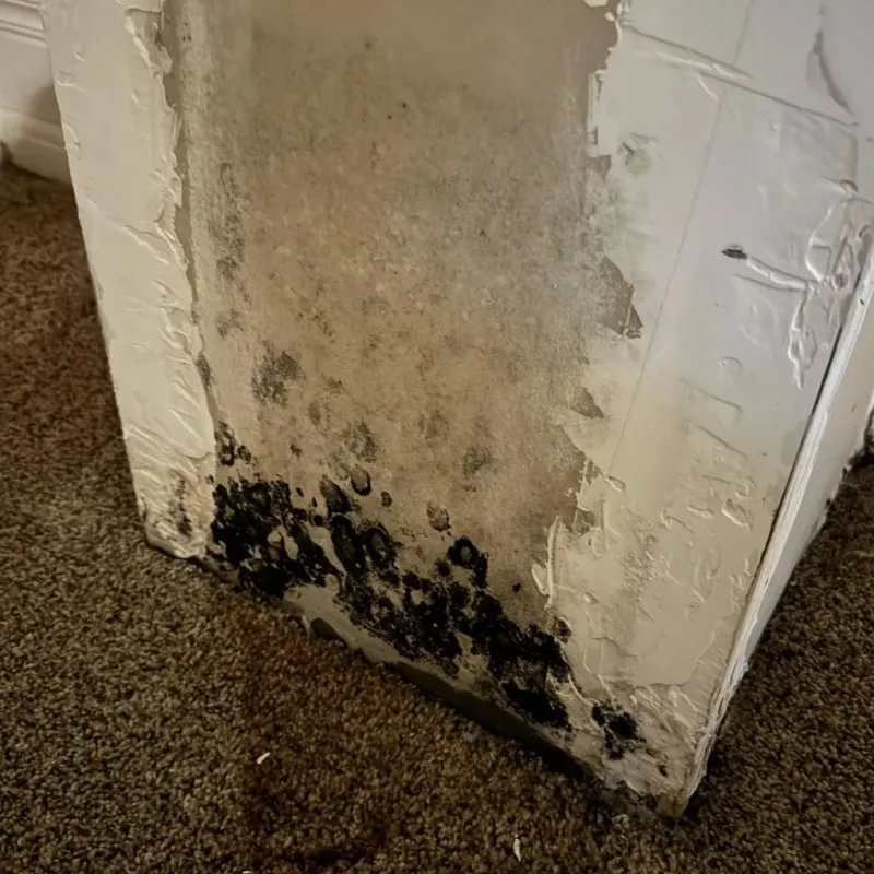 Professional Mold Removal in Newtown, OH